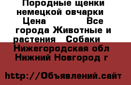 Породные щенки немецкой овчарки › Цена ­ 24 000 - Все города Животные и растения » Собаки   . Нижегородская обл.,Нижний Новгород г.
